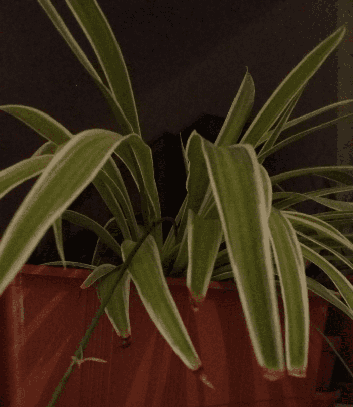 Brown tips still visible on the older leaves. These showed up after I left my plant unwatered over Christmas vacation.