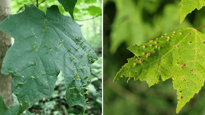 Maple spindle gall (left) and maple bladder gall (right) are common cosmetic issues that plague maples.