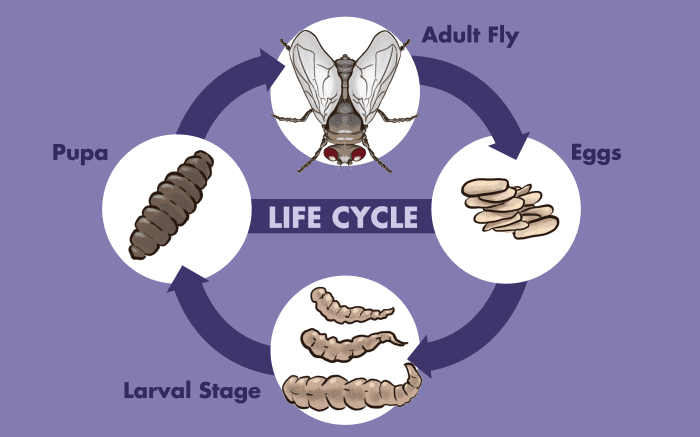 what-are-maggots-and-how-to-get-rid-of-them-dengarden