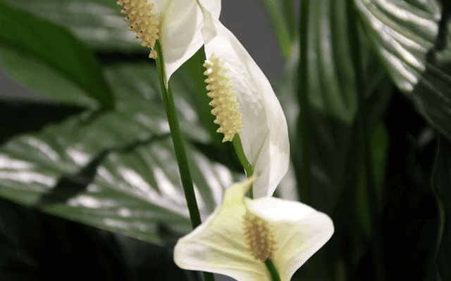 Peace lily