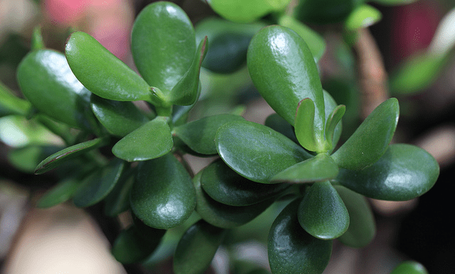 Jade plant