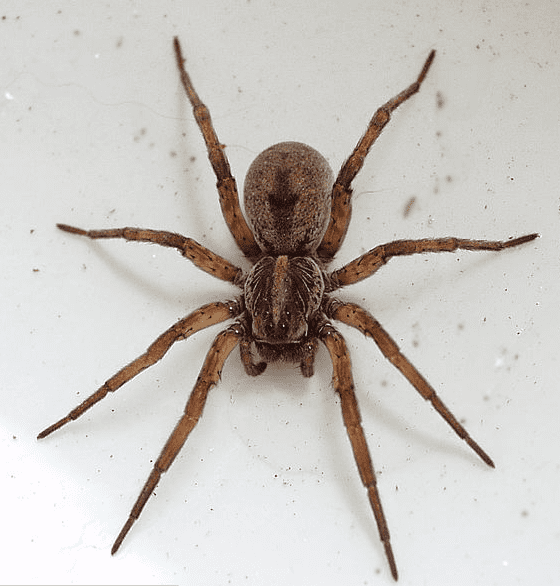 Wolf spiders are predators of the cucumber beetle. Straw mulches provide a refuge for this predator.