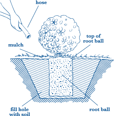 This diagram shows how to properly plant your hydrangeas.