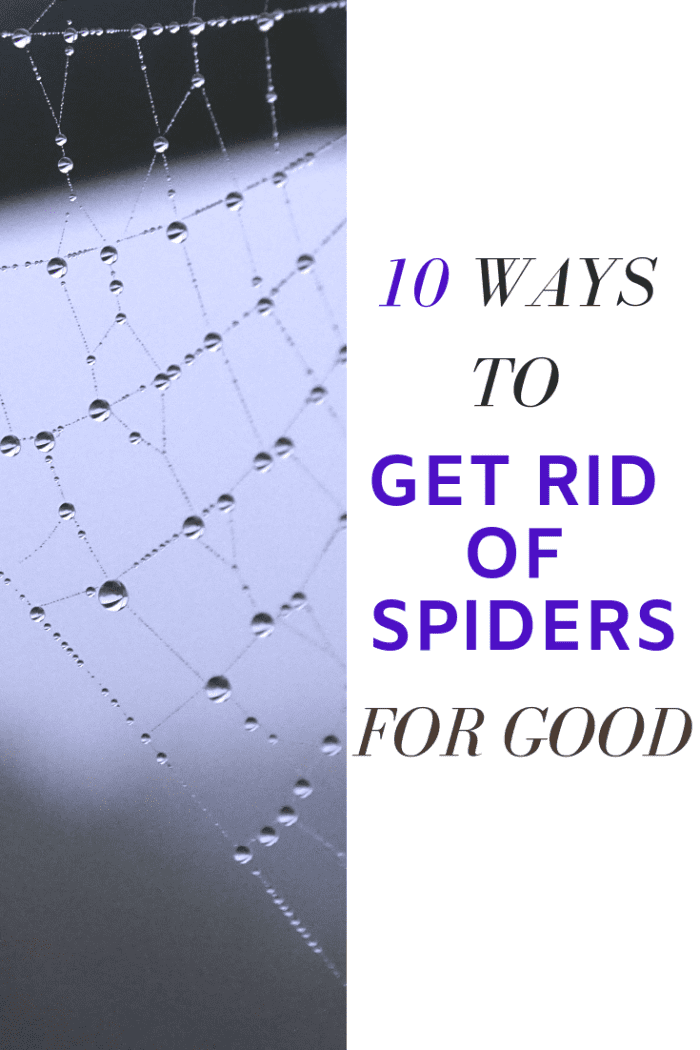 10 Guaranteed Ways to Get Rid of Spiders Dengarden