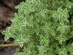 9 Perennial Herbs for Zones 5 and Higher - Dengarden