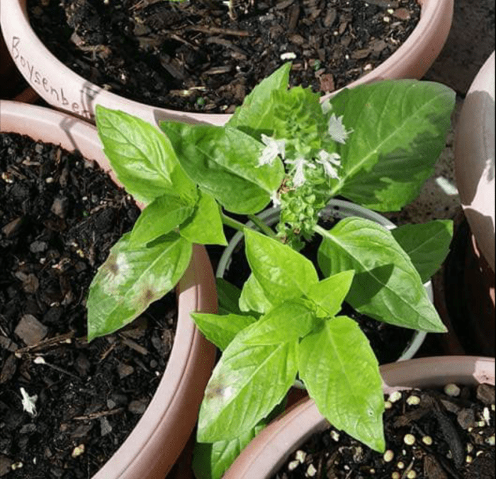 Basil plant ready for pruning.