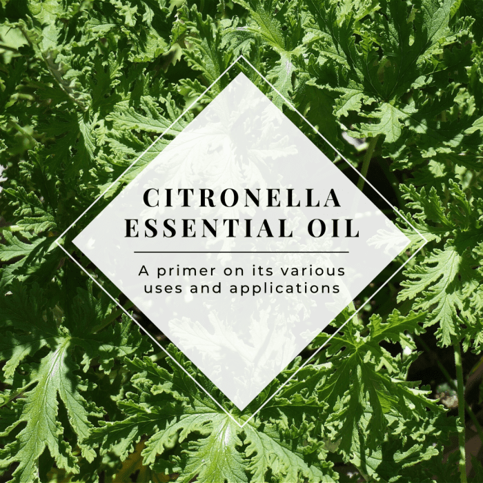 This article will break down a number of the various medicinal applications and other uses of citronella essential oil.