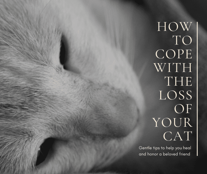 Coping with the loss of a beloved cat can be truly devastating, but hopefully this article can help guide you through your grieving process.