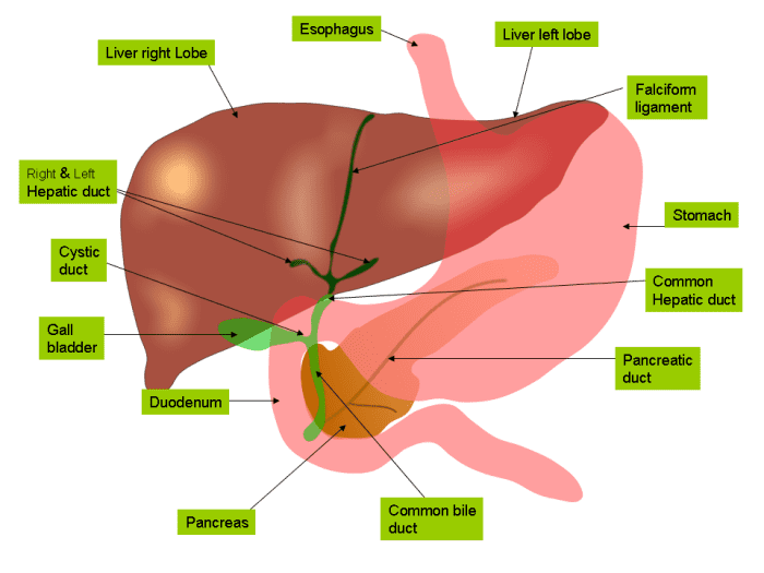 The liver and its ducts