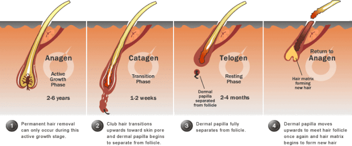 womens-hair-growth-hair-loss-types-causes