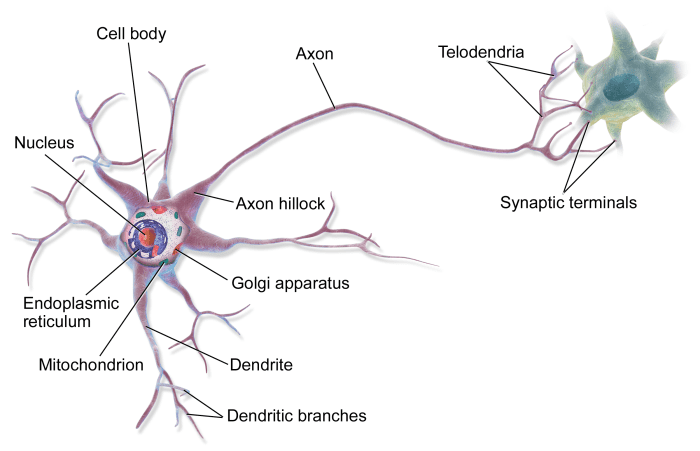 The dendrites of a neuron receive the nerve impulse and transmit it along the axon. The axon may be relatively longer than the one shown in the illustration.