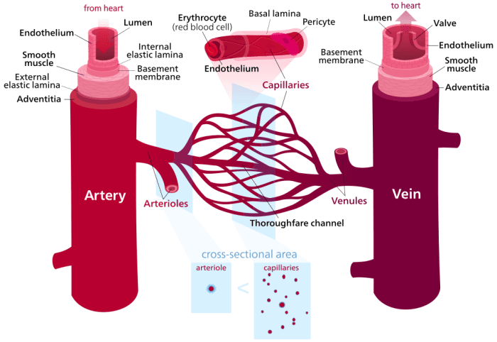 Extra blood flows through blood vessels to injured areas during the inflammatory response. Fluid from the blood leaves the capillaries and enters the tissues.