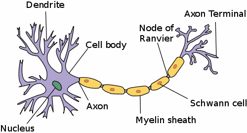 A neuron or nerve cell (In many neurons, the axon is much longer in proportion to the other parts of the cell than is shown in this illustration.)