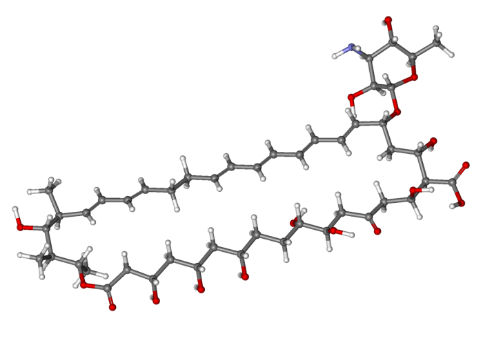 In this ball and stick model of a nystatin molecule, the balls represent atoms and the sticks represent chemical bonds.