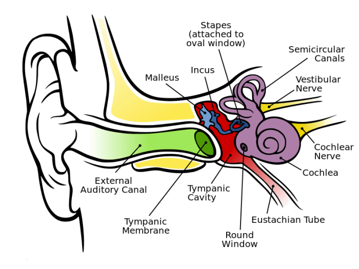 An illustration of the human ear