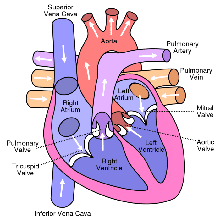 high-blood-pressure-during-aging-and-the-dash-diet-youmemindbody