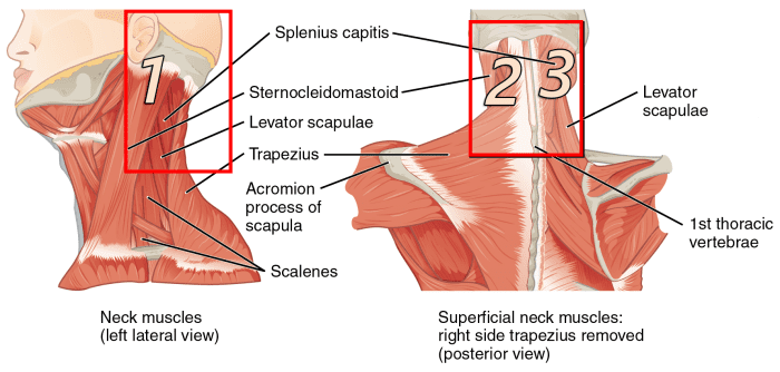 The top of the Sternocleidomastoid (say that fast 3 times) and the Splenius Capitis are the regions you want to focus on.