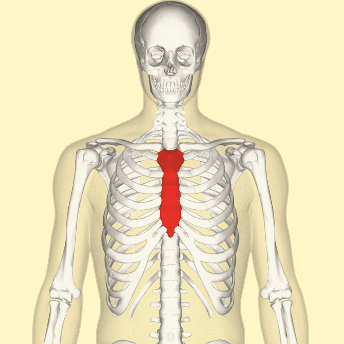 Sternum Popping Everything You Need to Know YouMeMindBody