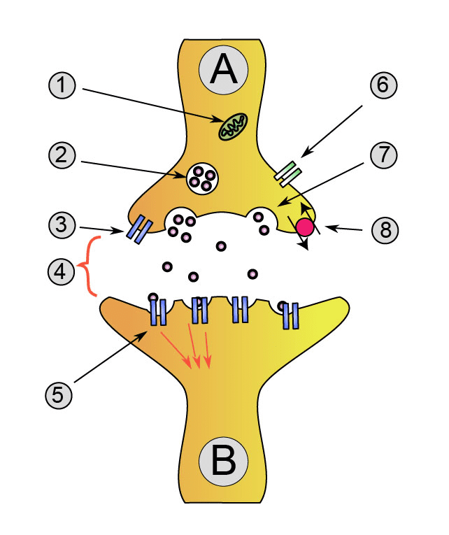 Diagram of a neurotransmitter being acquired by brain receptors. Habitual loss of sleep can partially disable these receptors, leaving someone with inadequate levels of molecules that regulate and stabilize moods.
