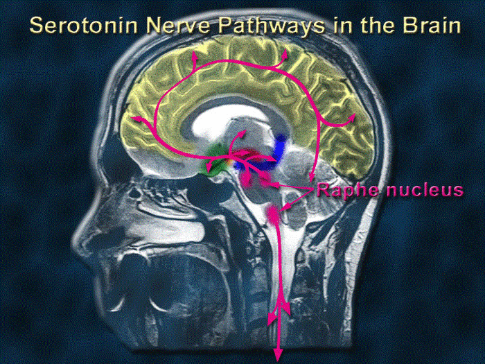 In order to keep serotonin optimally supplied to the brain, you need to get enough sleep to keep the receptors functioning at their best.