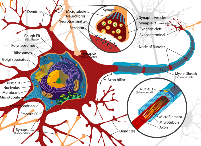 The cell body of a neuron (or nerve cell) contains the nucleus. The axon is an extension that sends information to another neuron via a synapse.