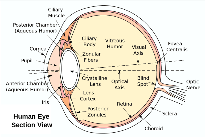 Anatomy of the eye