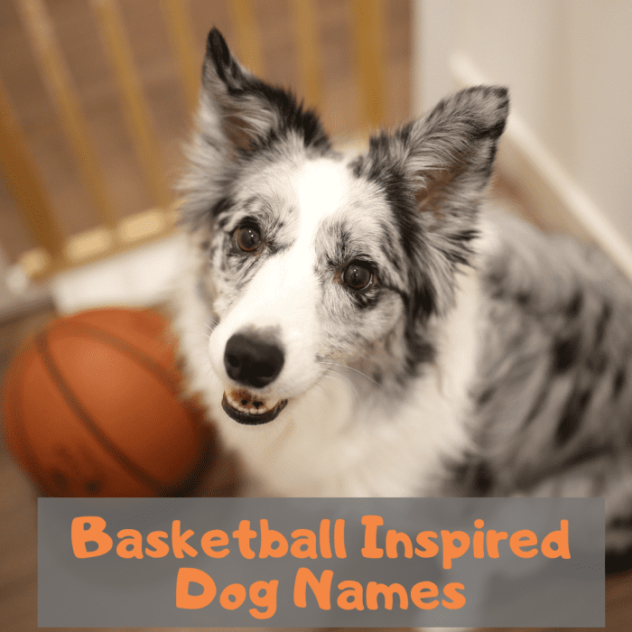 Are you a huge basketball fan? Here is a complete list of basketball-related names for your new pup.