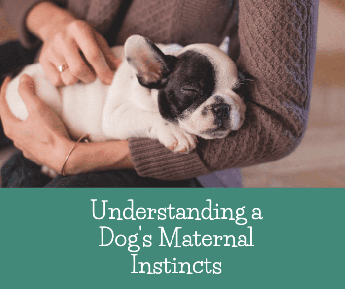 If you're a dog owner, it's important to ask yourself whether or not your dog will be a good mother and take good care of her puppies? Read on to learn more.