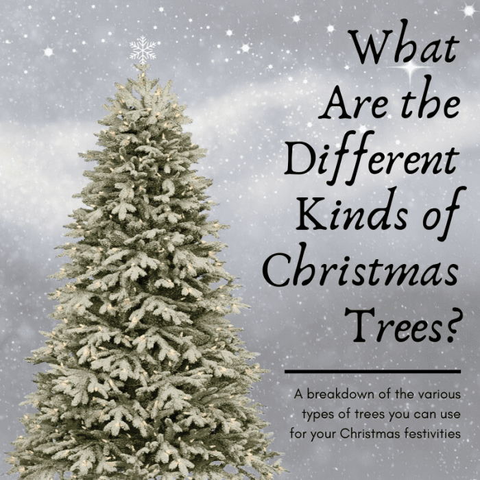 Different Types of Christmas Trees  Holidappy