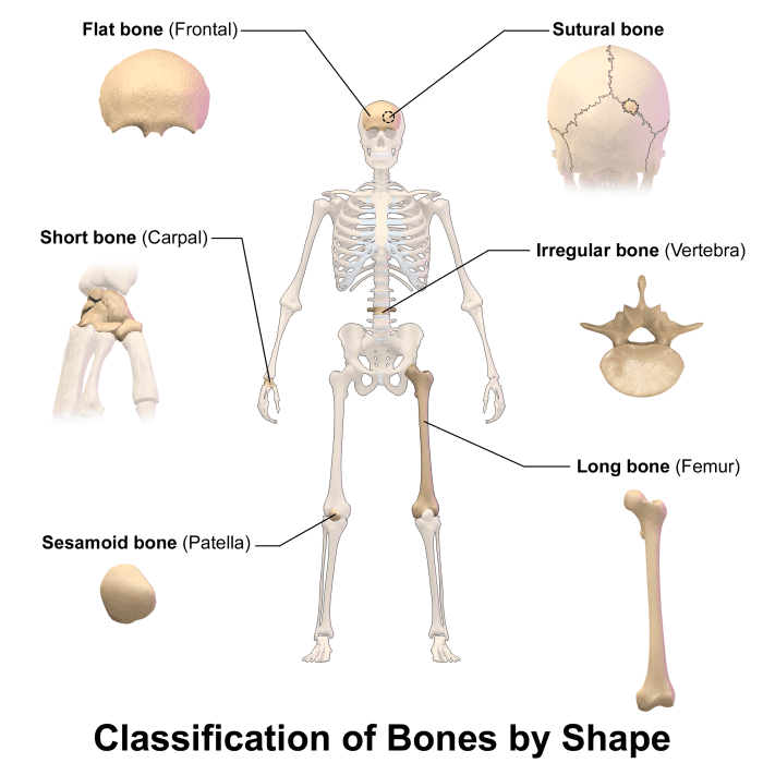 human-skeleton-and-bones-interesting-and-surprising-facts-owlcation