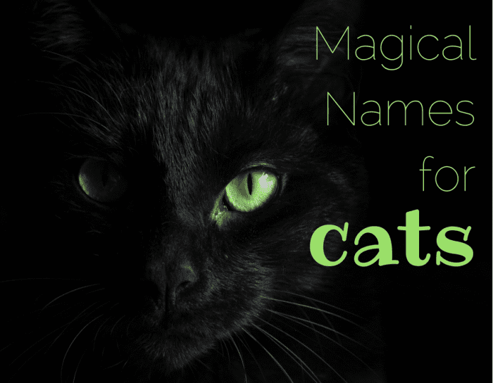 200+ Magical, Mystical Cat Names - HubPages