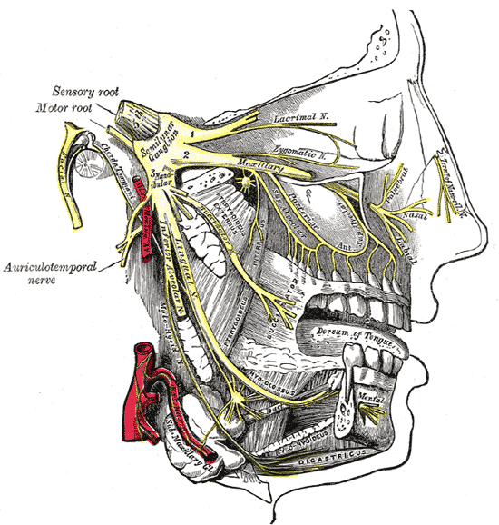 This illustration shows the trigeminal nerve's three major branches extending into the facial areas.