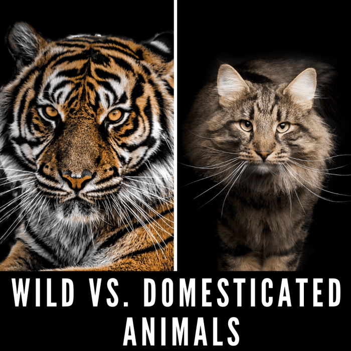 Wild vs. Domesticated Animals: Why Domestication Has Nothing to Do With