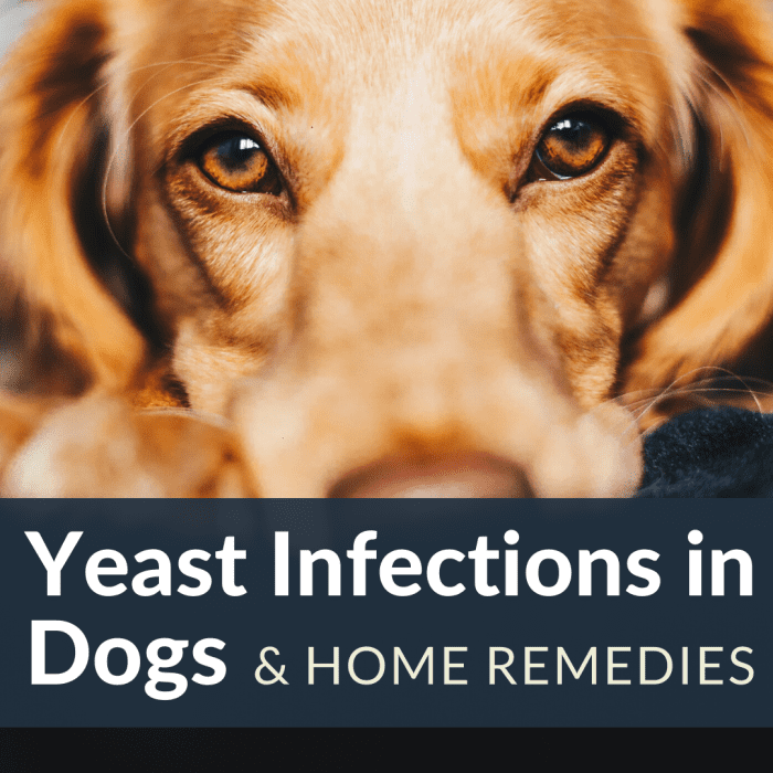 How to Stop Yeast Overgrowth-Induced Hair Loss and Itching in Dogs ...