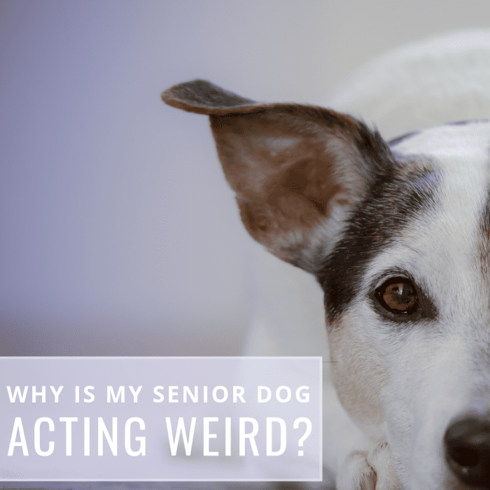 Is your old dog acting oddly? Personality changes are a natural part of canine aging, but there are things you can do to try to slow the process.
