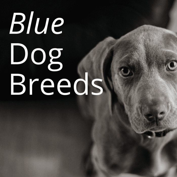 Голубые породы собак