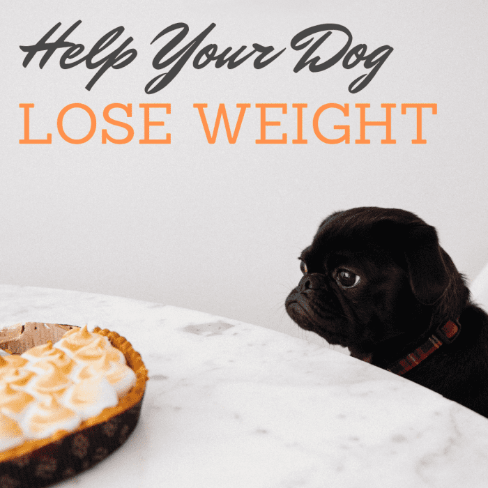 7 Exercise Tips for an Overweight Dog PetHelpful