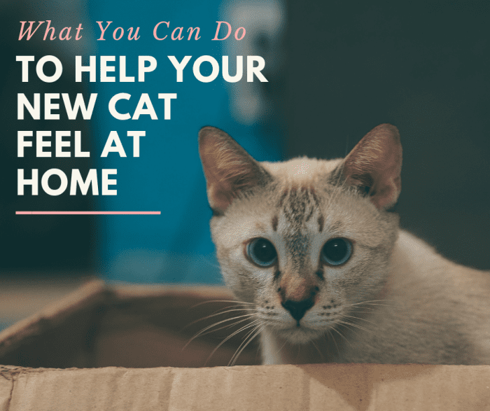 As excited as you may be to have a new kitty prancing around, be sure to properly introduce them to your home.
