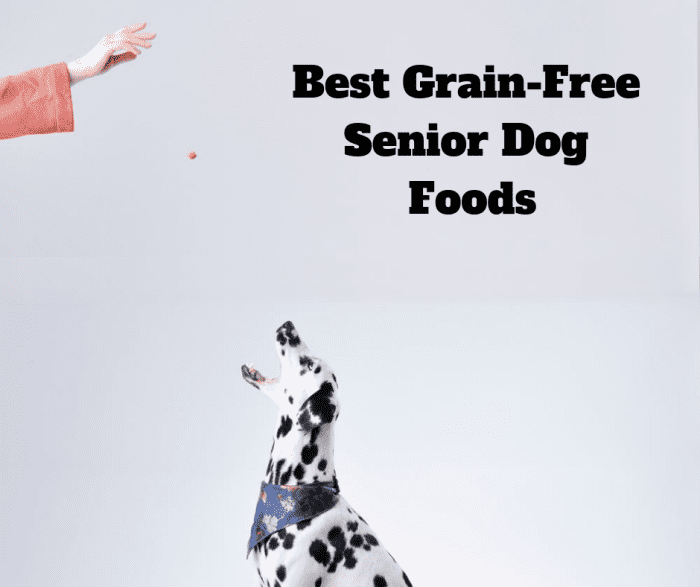 Learn whether or not grain-free dog food is really worth it. After all, we all want the best for our older pups.