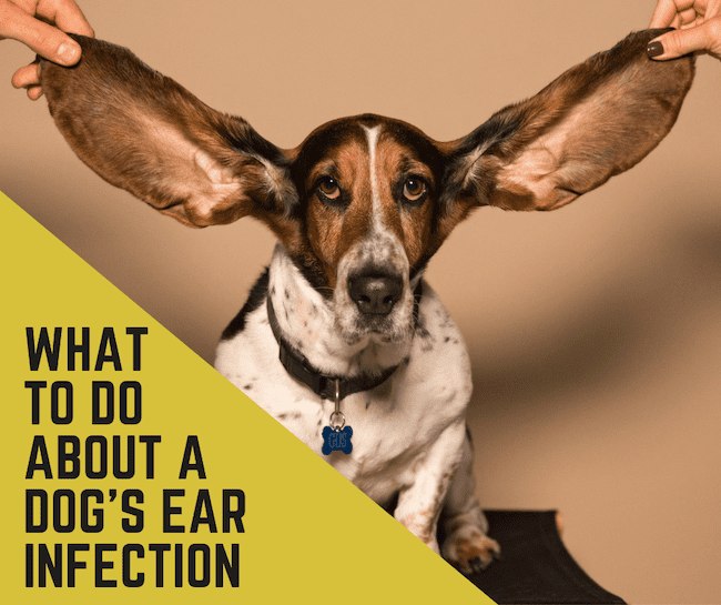 Why Does My Dog's Ear Infection Keep Coming Back? PetHelpful