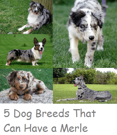 Most merle coats have a diluted color base with patches of full pigmentation randomly spread throughout.