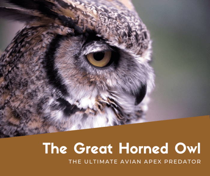 The great horned owl is nearly unparalleled as an avian apex predator, and this article will break down why they're so amazing.