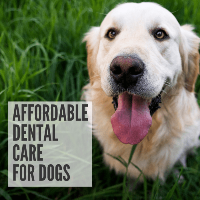 The Cheapest Way to Keep Your Dog's Teeth Clean PetHelpful