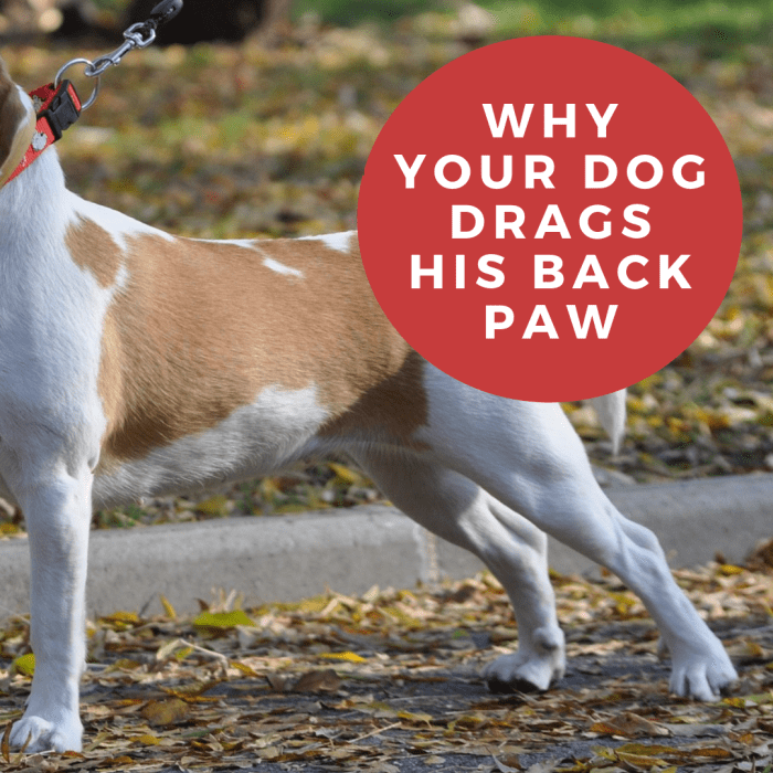 Why Is My Dog's Back Toe Dragging? PetHelpful