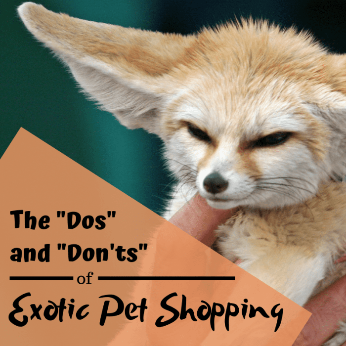 Many exotic animals are purchased by inexperienced keepers only to be relinquished for re-homing a year or two later when the animal's behavior changes upon maturity.