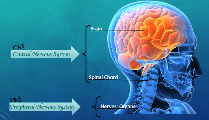 Basic Diagram of CNS (Central Nervous System) and PNS (Peripheral Nervous System)