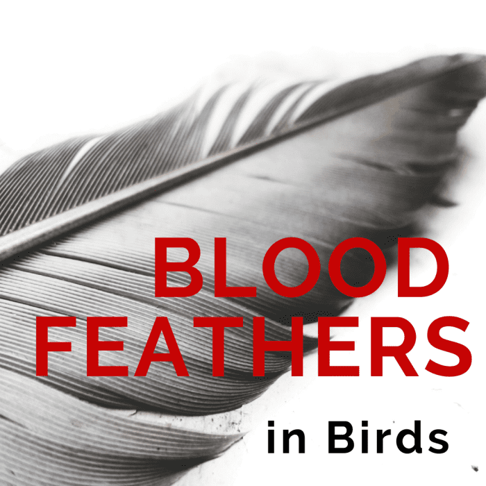 Blood Feathers in Birds Pulling Feathers vs. Styptic Powder PetHelpful
