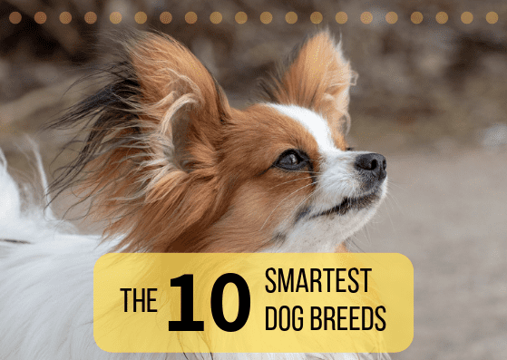 Discover the 10 dog breeds that are considered to be the smartest. The Papillon (shown above) is #8 on the list.
