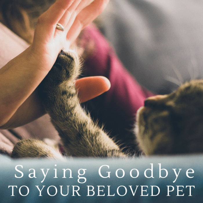 Though saying a final farewell to a pet you love is incredibly difficult, they shouldn't suffer longer than they have to.