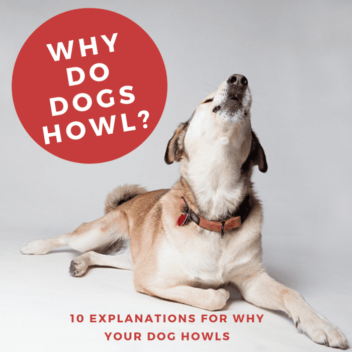 10 Reasons Why Dogs Howl - PetHelpful